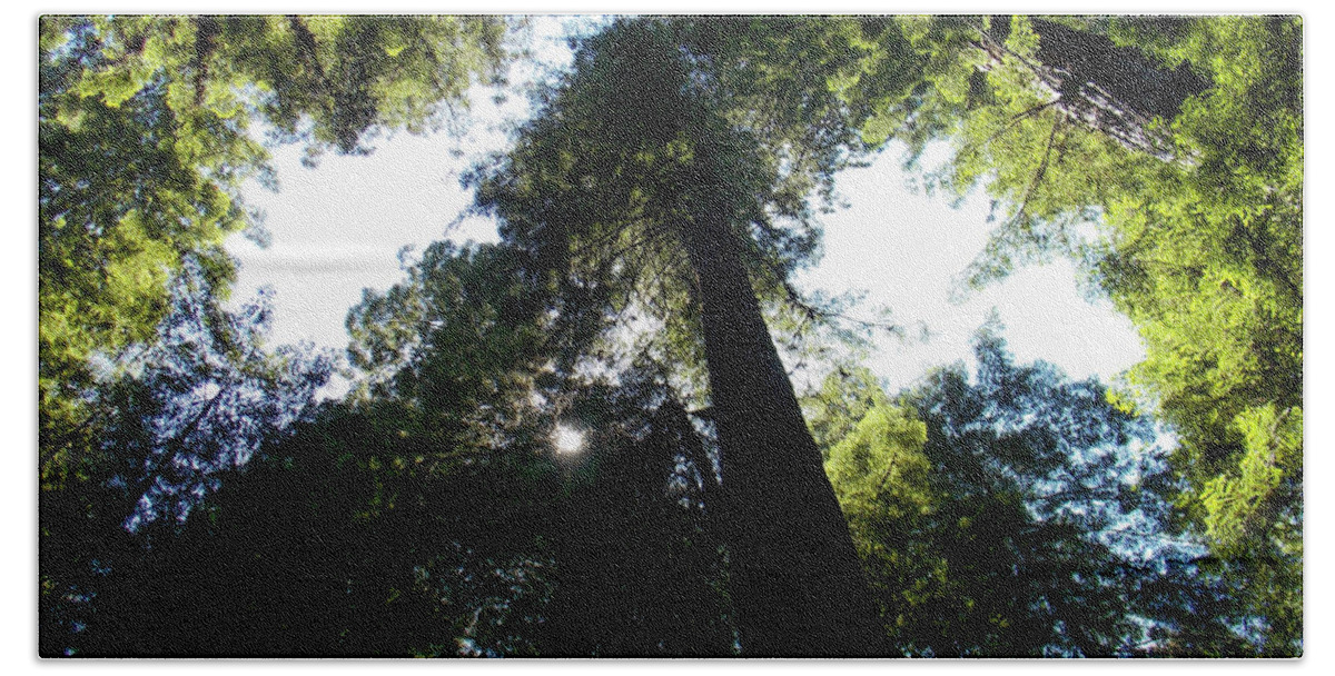 K. Bradley Washburn Beach Towel featuring the photograph Under the Redwoods by K Bradley Washburn