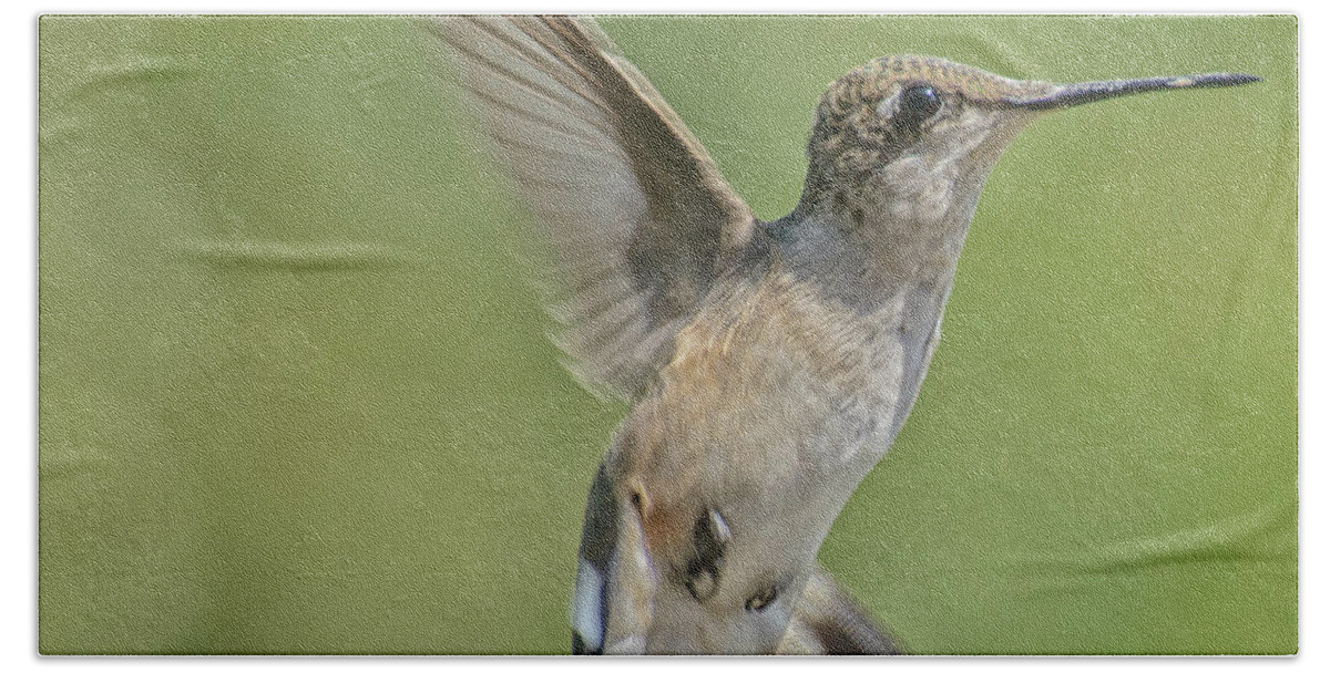 Hummingbirds Beach Towel featuring the photograph Untitled Hum_bird_four by Paul Vitko