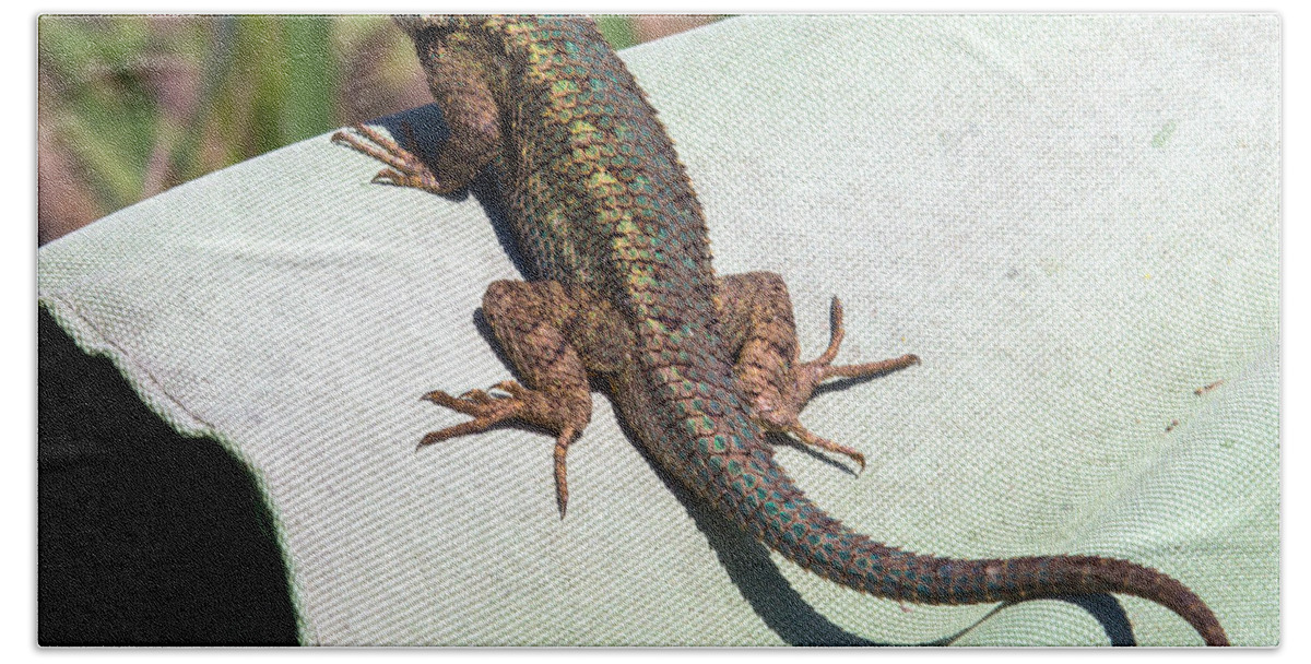 Lizard Beach Towel featuring the photograph Up on High by Shawn Jeffries