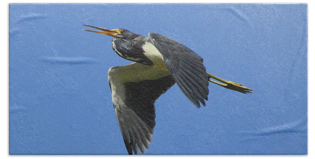 Tri-colored Heron Beach Sheet featuring the photograph Up Up and Away by Barbara Bowen