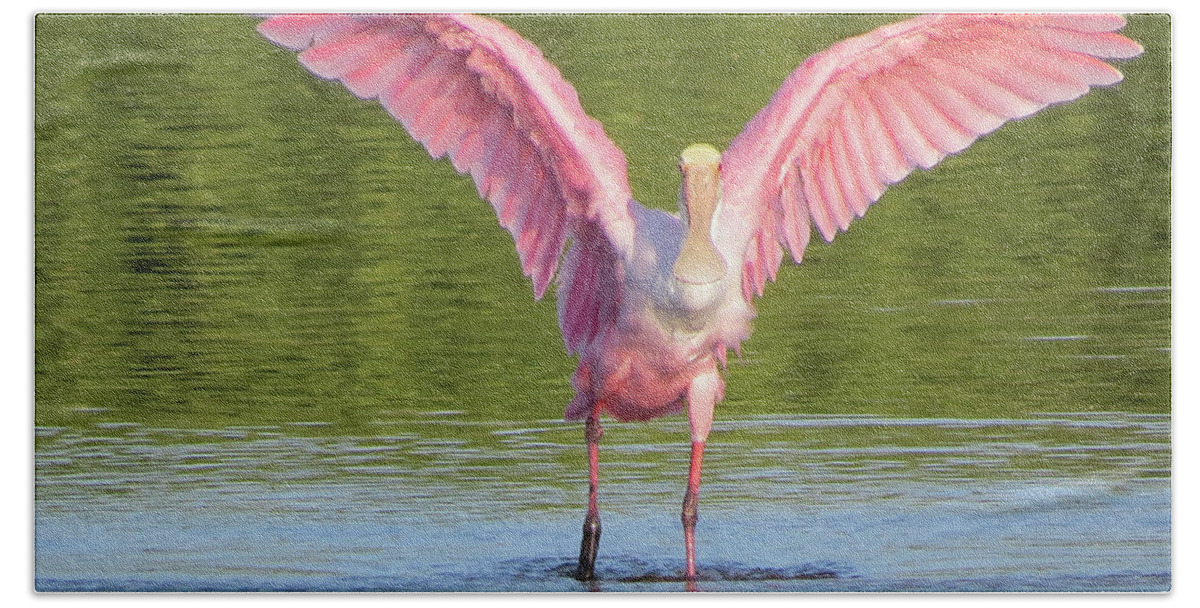 Spoonbill Beach Towel featuring the photograph Up, Up and Away Sanibel Spoonbill by Melinda Saminski