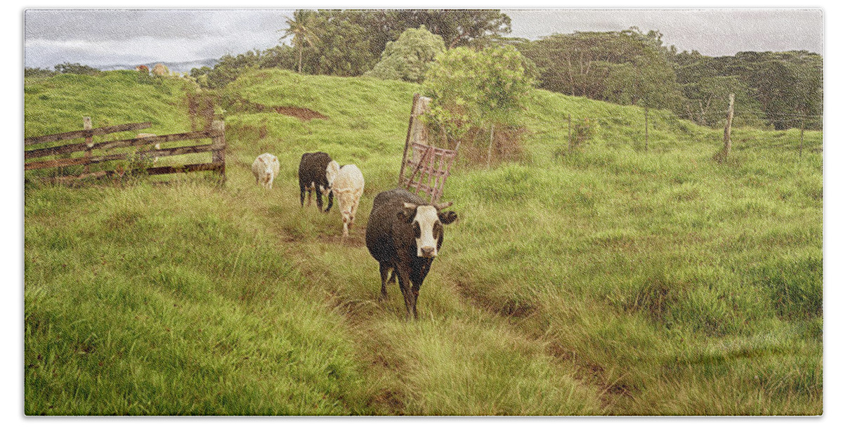 Cows Beach Towel featuring the photograph Upcountry Ranch by Susan Rissi Tregoning