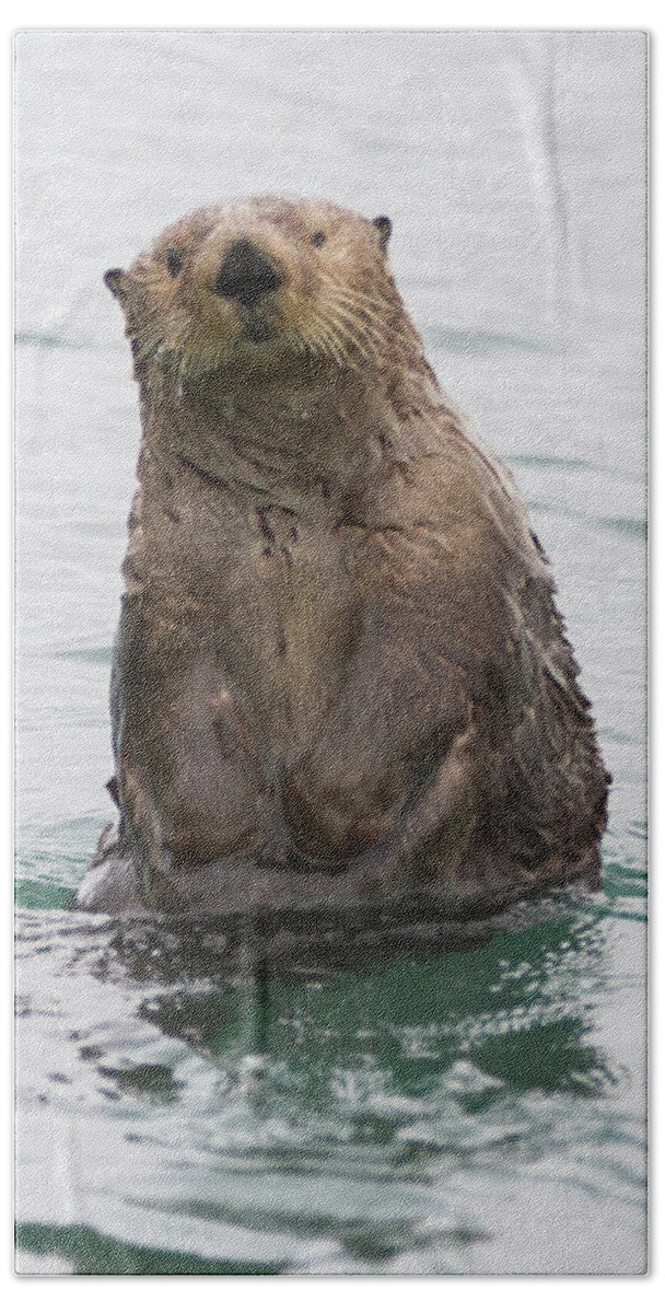 Otter Beach Towel featuring the photograph Upright Sea Otter by Chris Scroggins