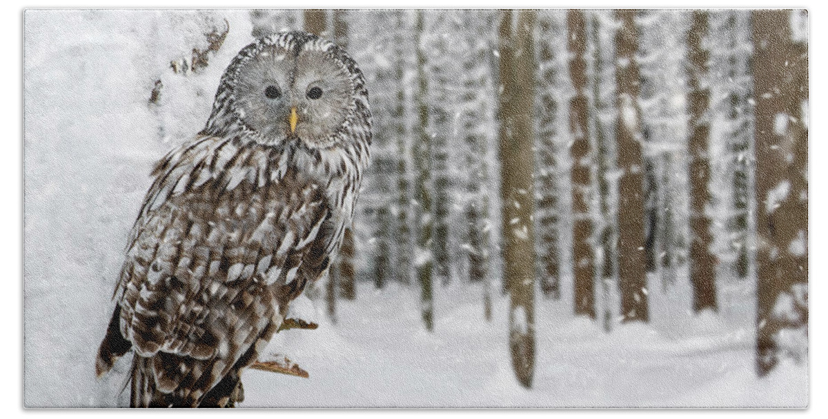 Ural Owl Beach Towel featuring the photograph Ural Owl in the Snow by Arterra Picture Library