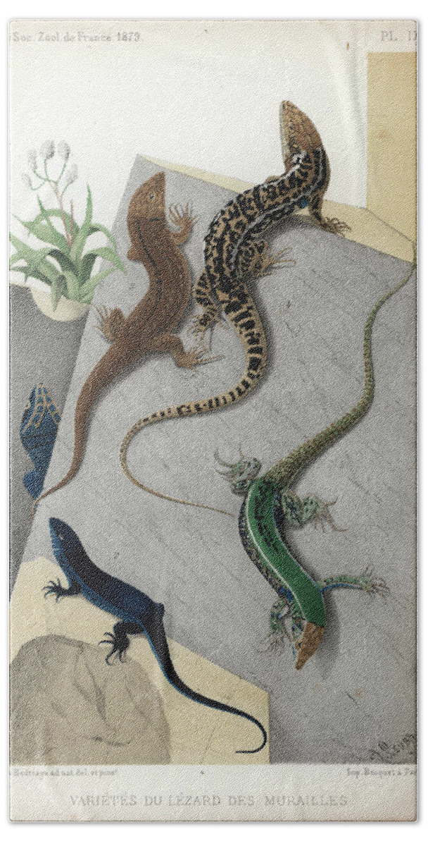 Podarcis Muralis Beach Sheet featuring the drawing Varieties of wall Lizard by Jacques von Bedriaga