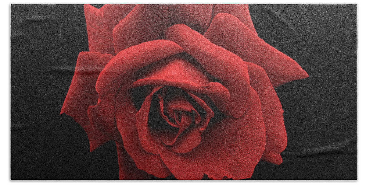 Rose. Flower. Dewdrops Beach Sheet featuring the photograph Velvina by Mark Blauhoefer