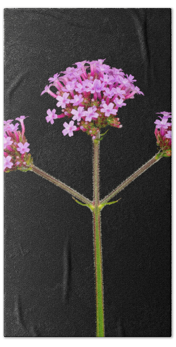 Pink Beach Towel featuring the photograph Verbena by Mark Llewellyn