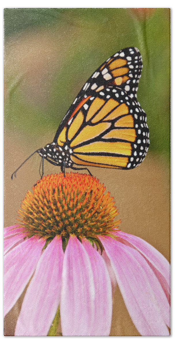 Animal Beach Towel featuring the photograph Monarch Butterfly on a Purple Coneflower by Jeff Goulden