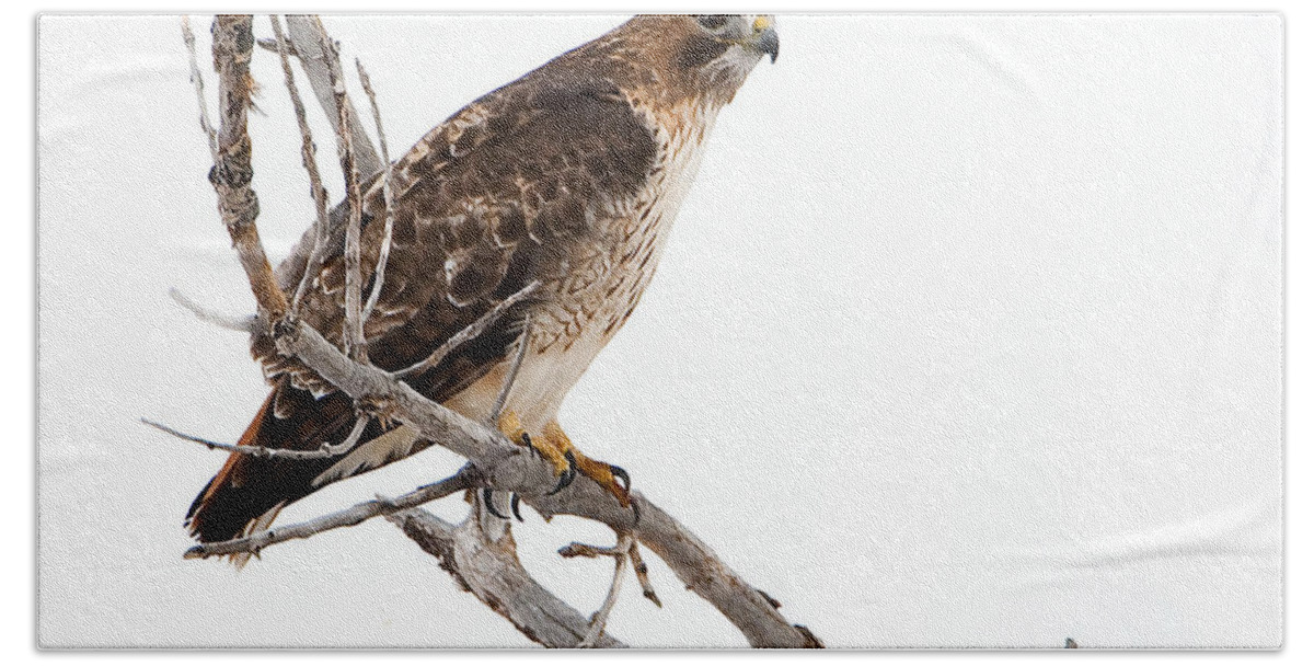 Red Tail Hawk Beach Towel featuring the photograph Vigilant by Bon and Jim Fillpot