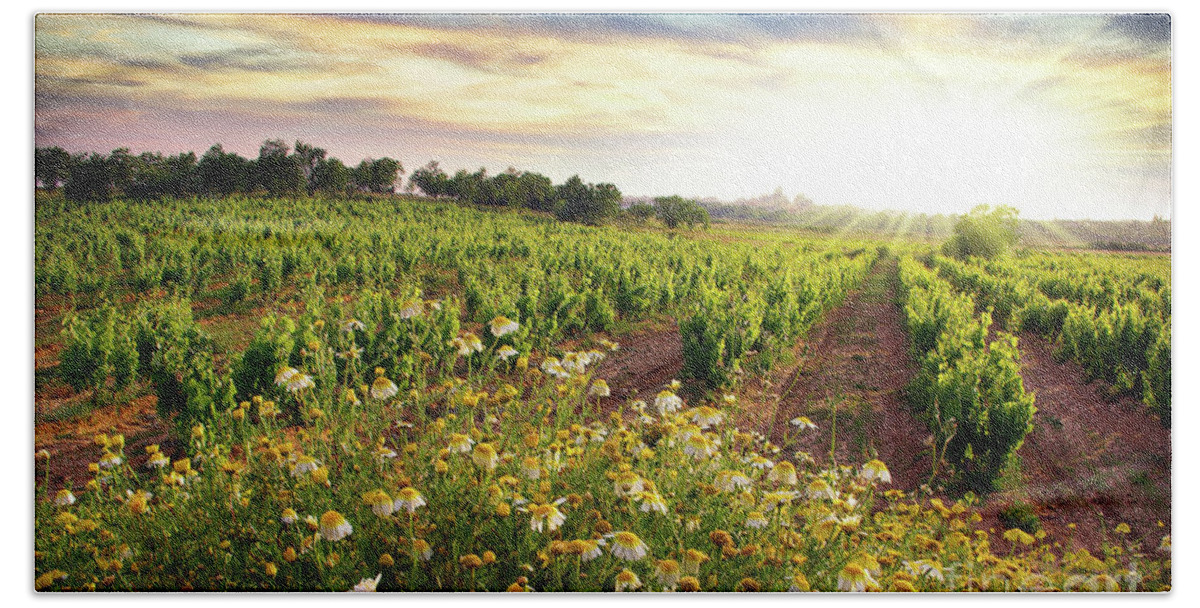 Agriculture Beach Towel featuring the photograph Vineyard by Carlos Caetano
