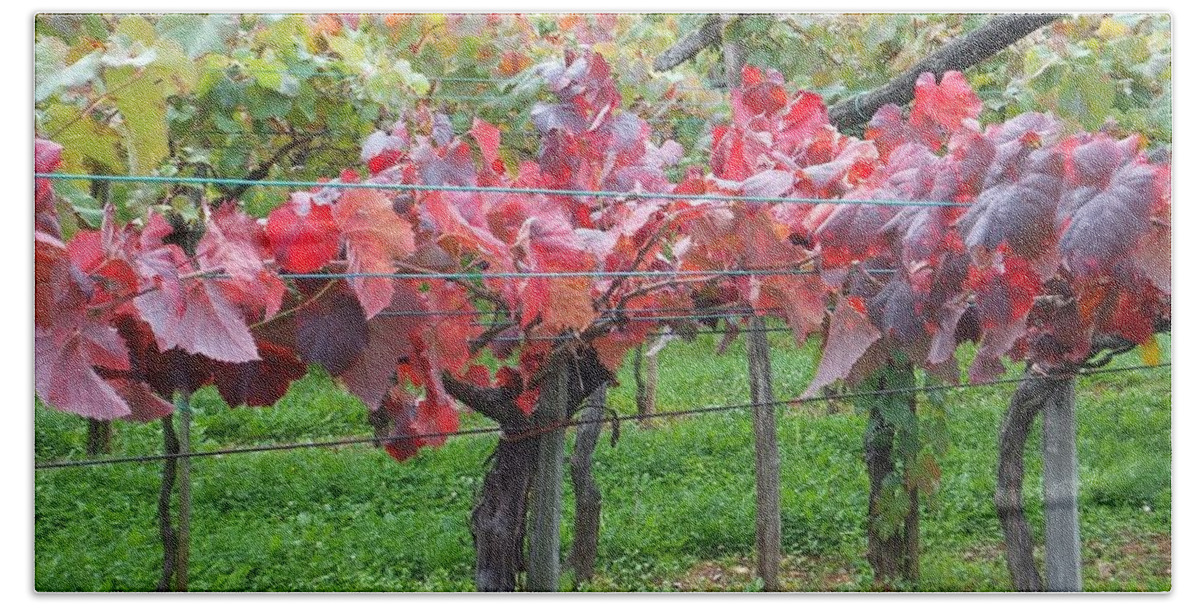 Vineyard Beach Towel featuring the photograph Vineyard by Jackie Russo