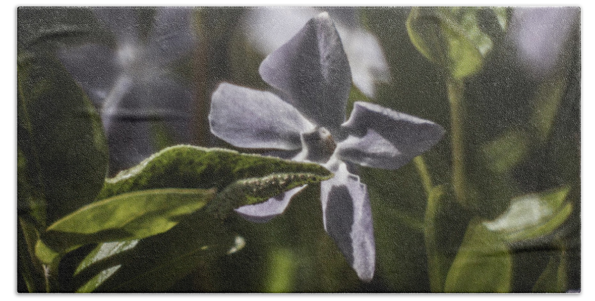 Black Pearl Chilli Flower Beach Towel featuring the photograph Violet Flower by Doc Braham
