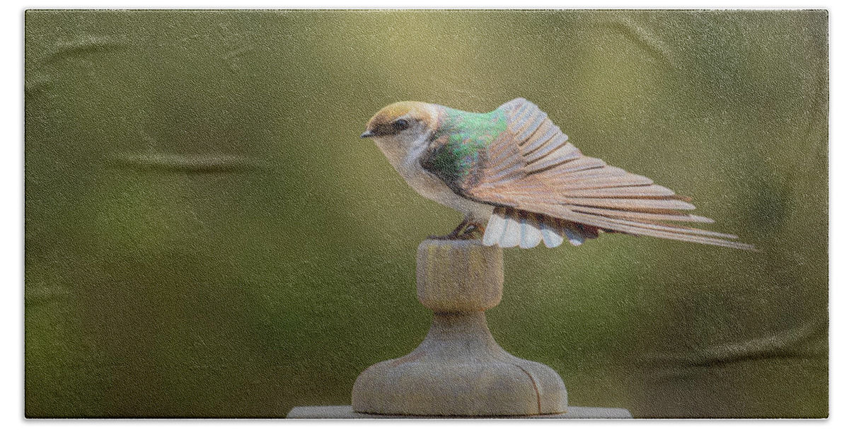 Swallow Beach Towel featuring the photograph Violet-Green Swallow 0806 by Kristina Rinell