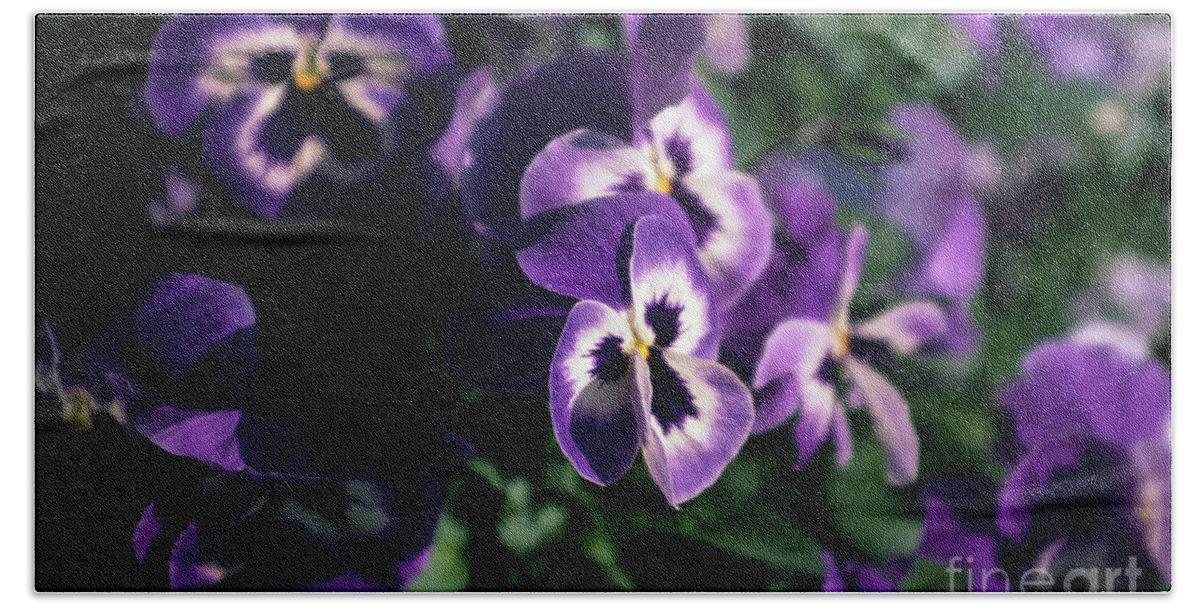 Violet Beach Towel featuring the photograph Violet Pansies by Riccardo Mottola