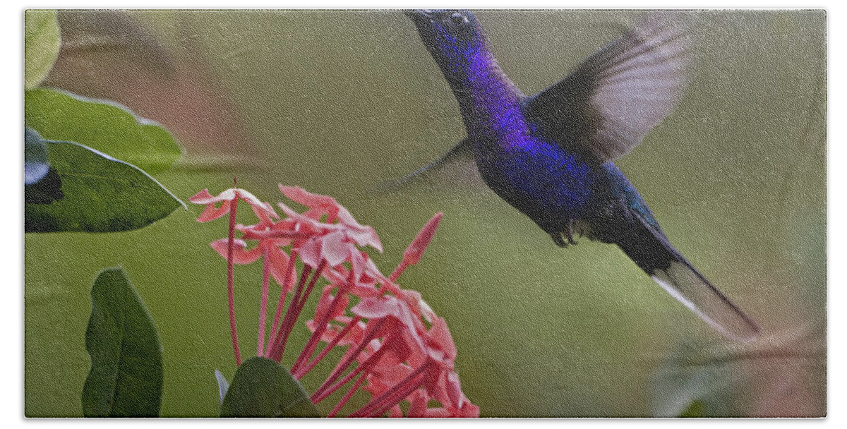 00429543 Beach Towel featuring the photograph Violet Sabre Wing Male Hummingbird by Tim Fitzharris