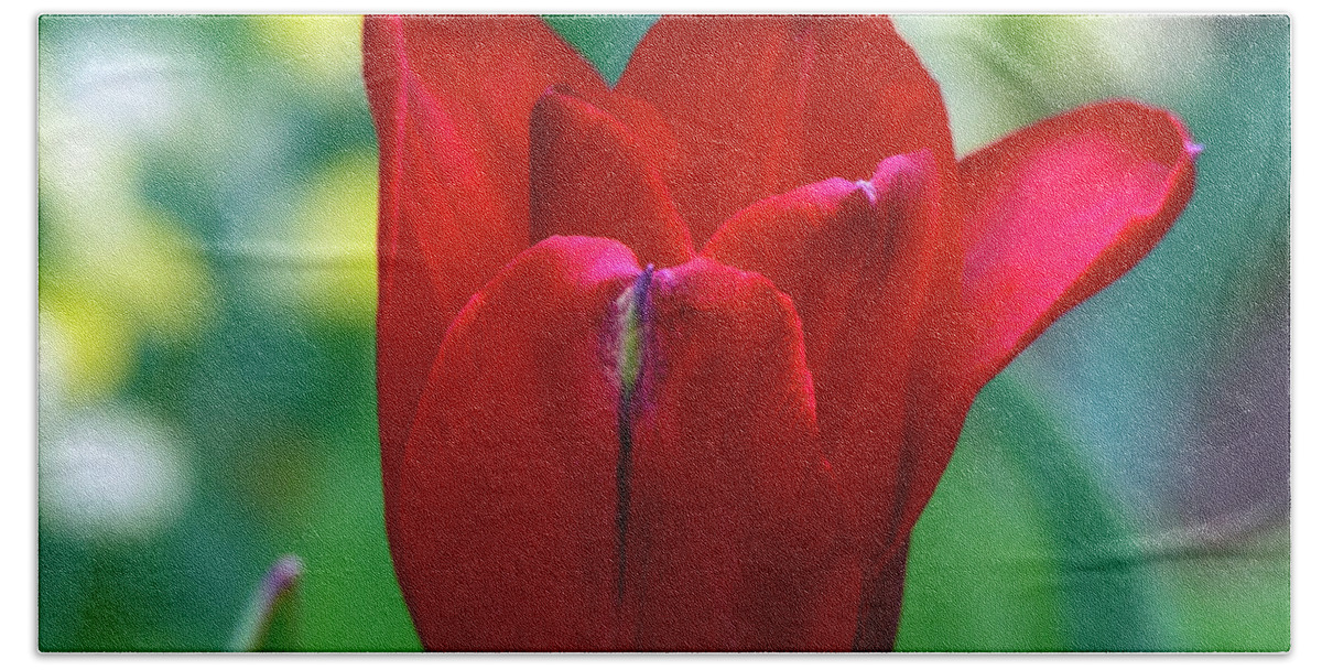 Angiosperms Beach Sheet featuring the photograph Vivid Red Tulip by Steve Samples