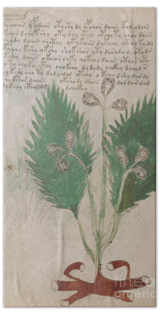 Plant Beach Sheet featuring the drawing Voynich flora 08 by Rick Bures