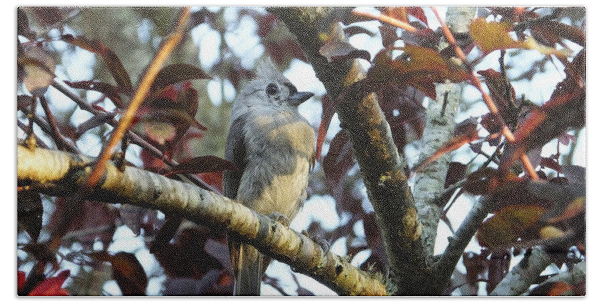 Titmouse Beach Towel featuring the photograph Waiting for Mom by Judy Wanamaker
