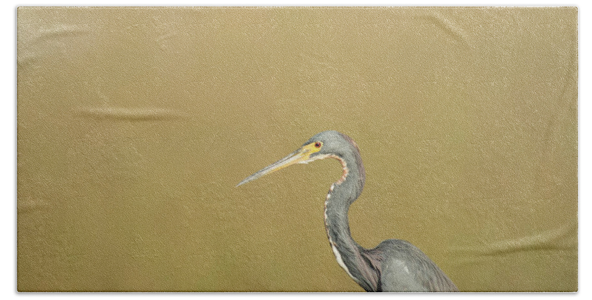 Everglades National Park Beach Towel featuring the photograph Waiting by Frank Madia