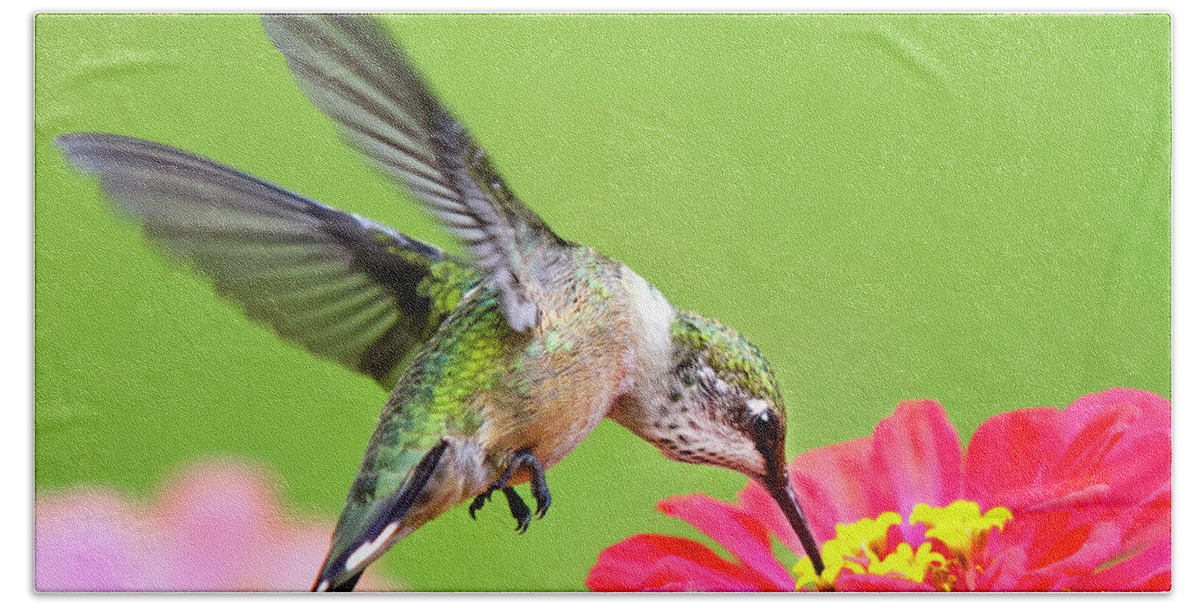 Hummingbird Beach Towel featuring the photograph Waiting in the Wings Hummingbird Square by Christina Rollo
