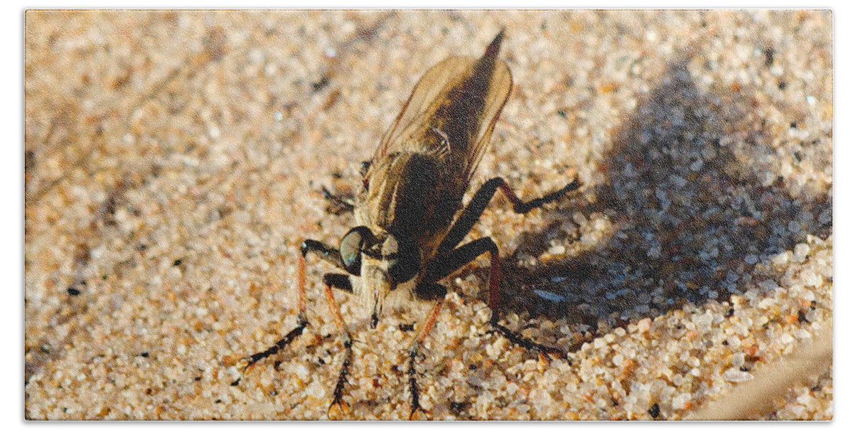 Robberfly Beach Towel featuring the photograph Waiting on a meal by James Smullins