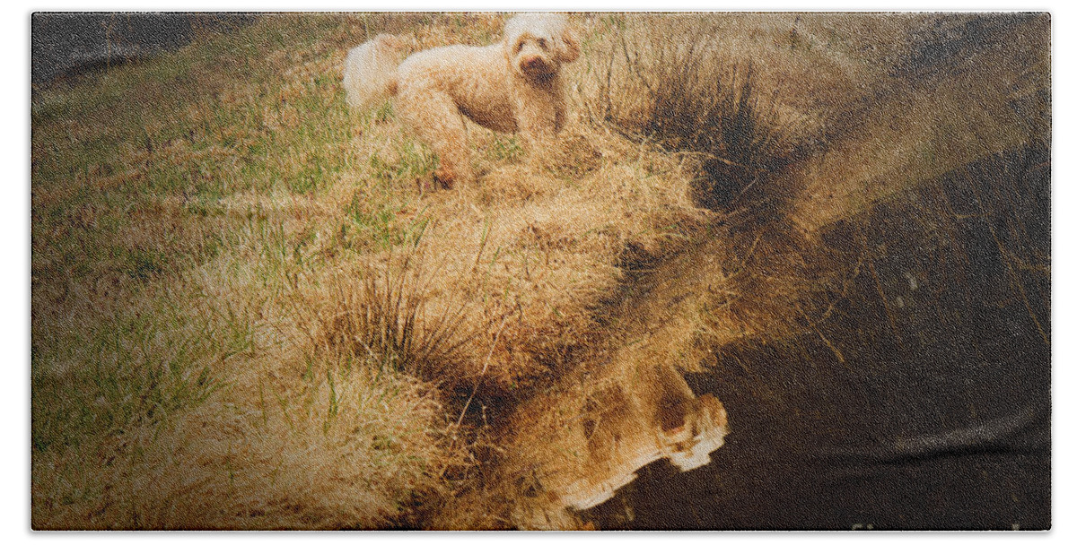 Multi-generational Labradoodle Beach Towel featuring the photograph Walking by the pond by Sandra Clark