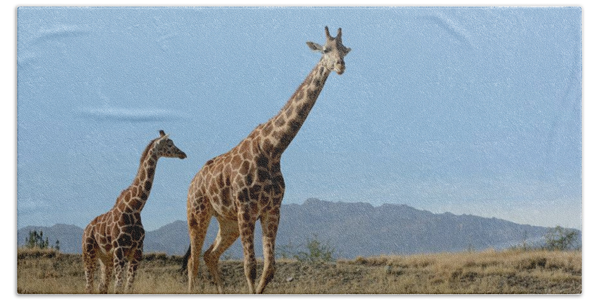 Giraffes Beach Sheet featuring the photograph Walking With Mom by Fraida Gutovich