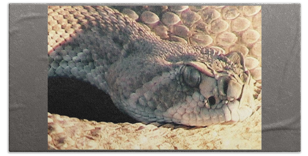  Rattlers Beach Sheet featuring the photograph Watch Out by Judy Kennedy