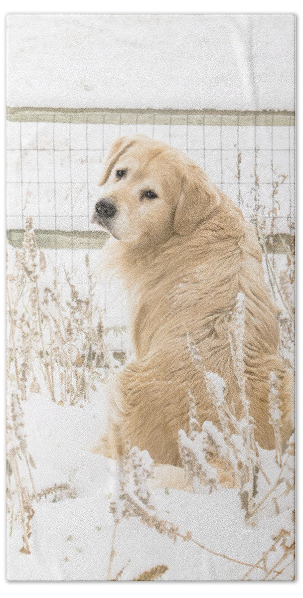 Golden Retriever Beach Towel featuring the photograph Watching It Snow by Jennifer Grossnickle