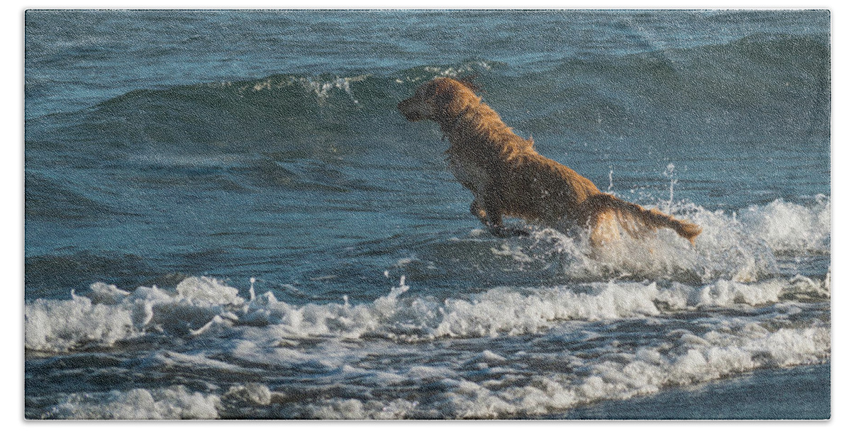 Lorida Beach Sheet featuring the photograph Water Dog Delray Beach Florida by Lawrence S Richardson Jr