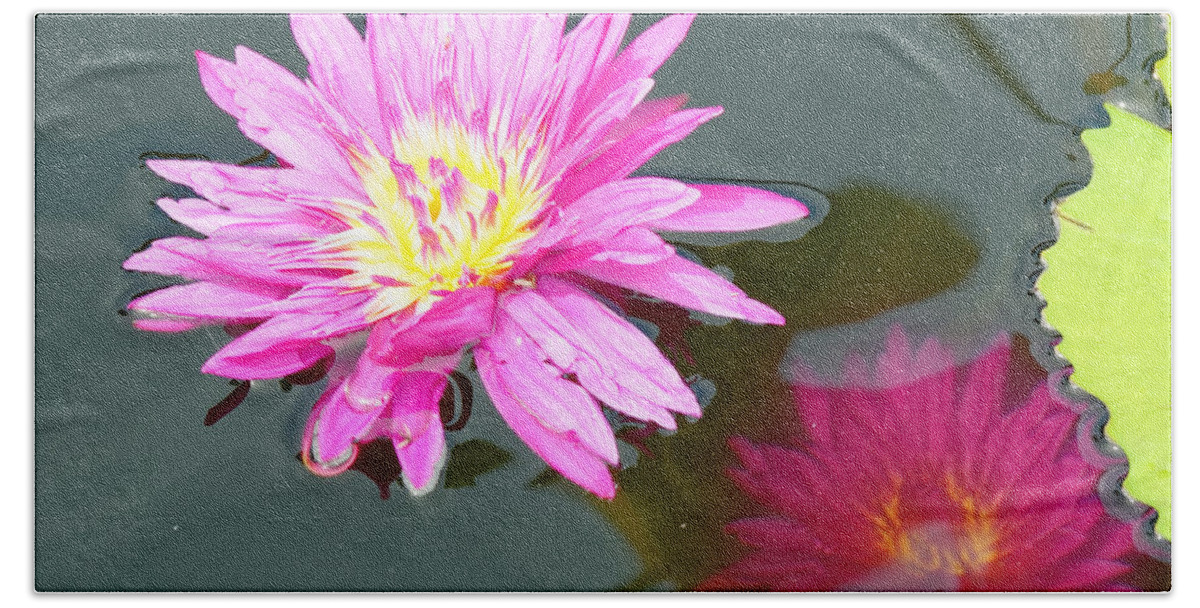 Water Lilies Beach Towel featuring the photograph Water lilies by Peter Ponzio