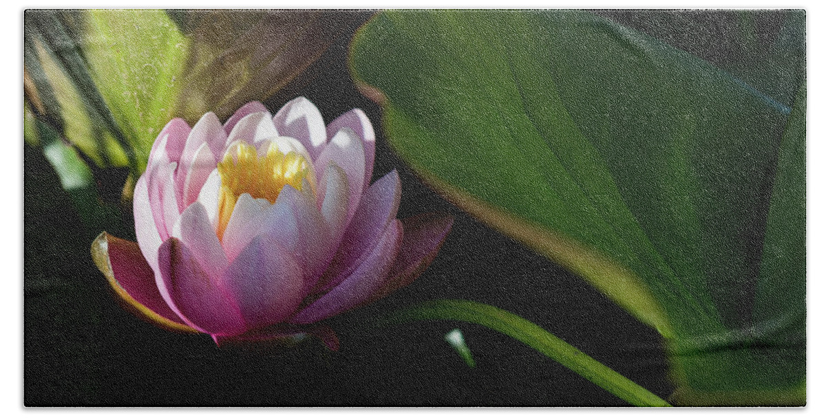 Aquatic Plants Beach Towel featuring the photograph Water Lily and Shadow by Robert Potts