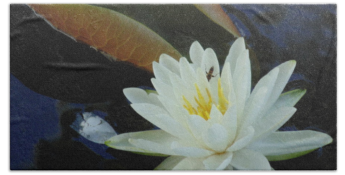 #landscape #water Lily #flower #white Flower Photograph #water Flowers #water Lilies #water Lily Yoga Mat #water Lily Tote Bags Beach Sheet featuring the photograph Water Lily by Daun Soden-Greene