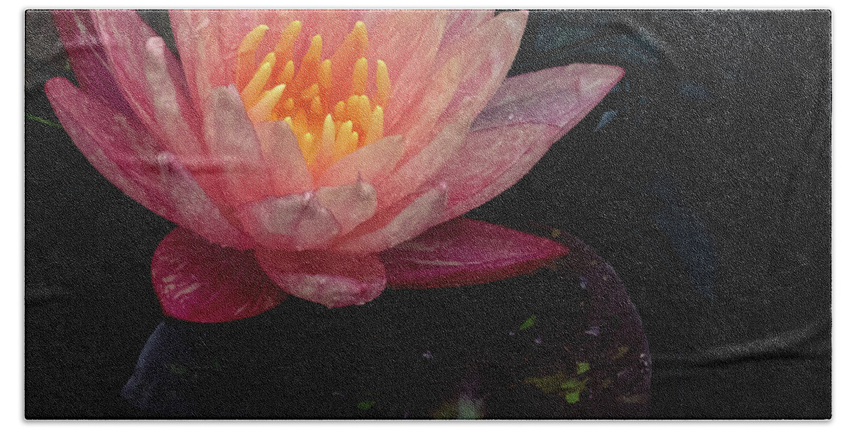 Lily Beach Towel featuring the photograph Water Lily by John Roach