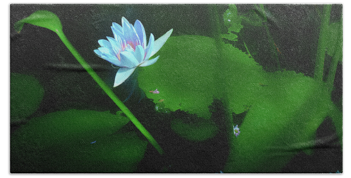 Lily Beach Towel featuring the photograph Water Lily n Pond by Joseph Hollingsworth