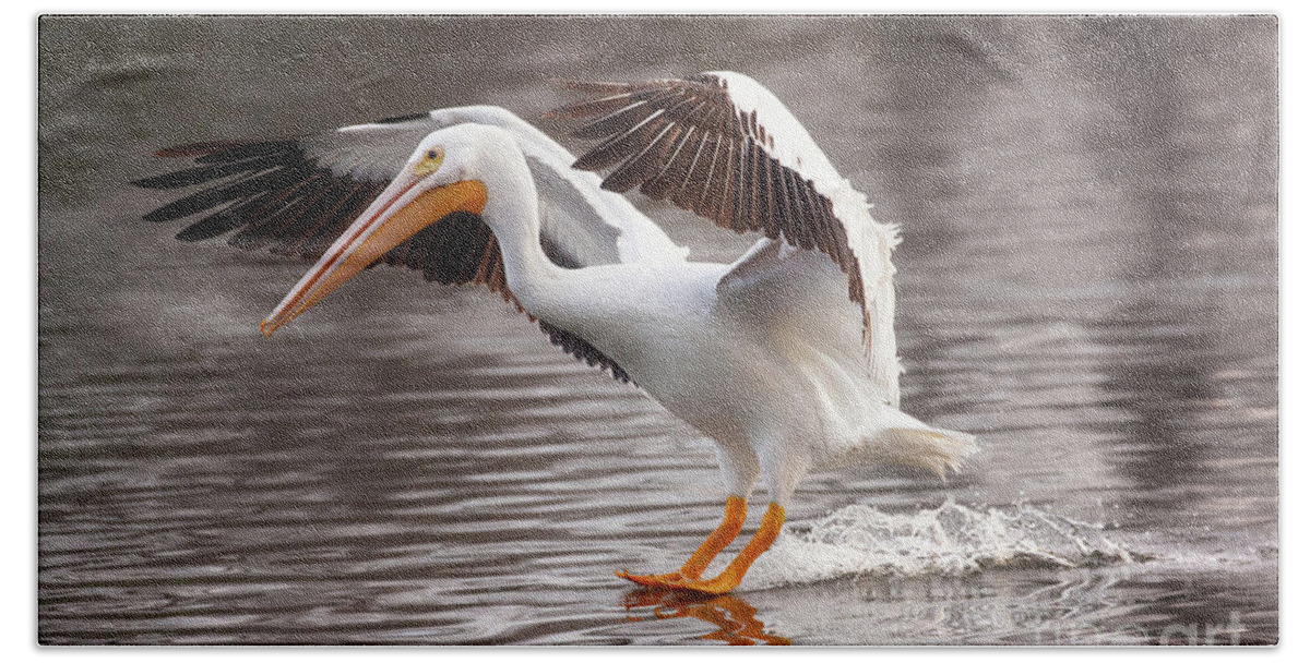 Pelican Photography Beach Towel featuring the photograph Water Skiing by Jerry Cowart