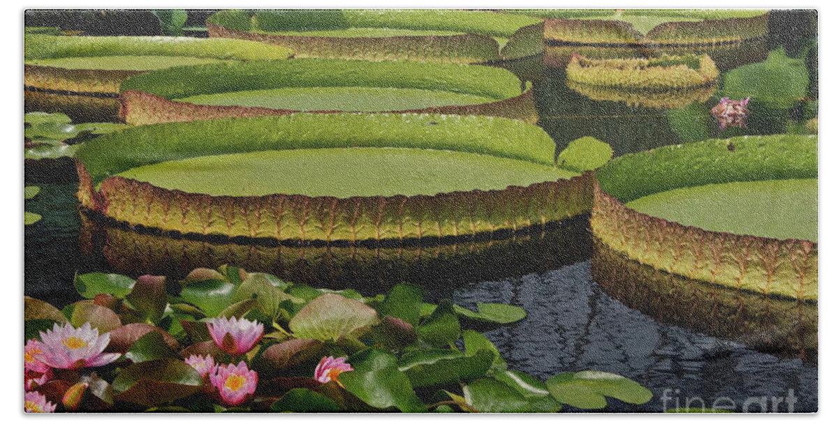 Waterlilies Beach Sheet featuring the photograph Waterlilies North And South by Byron Varvarigos