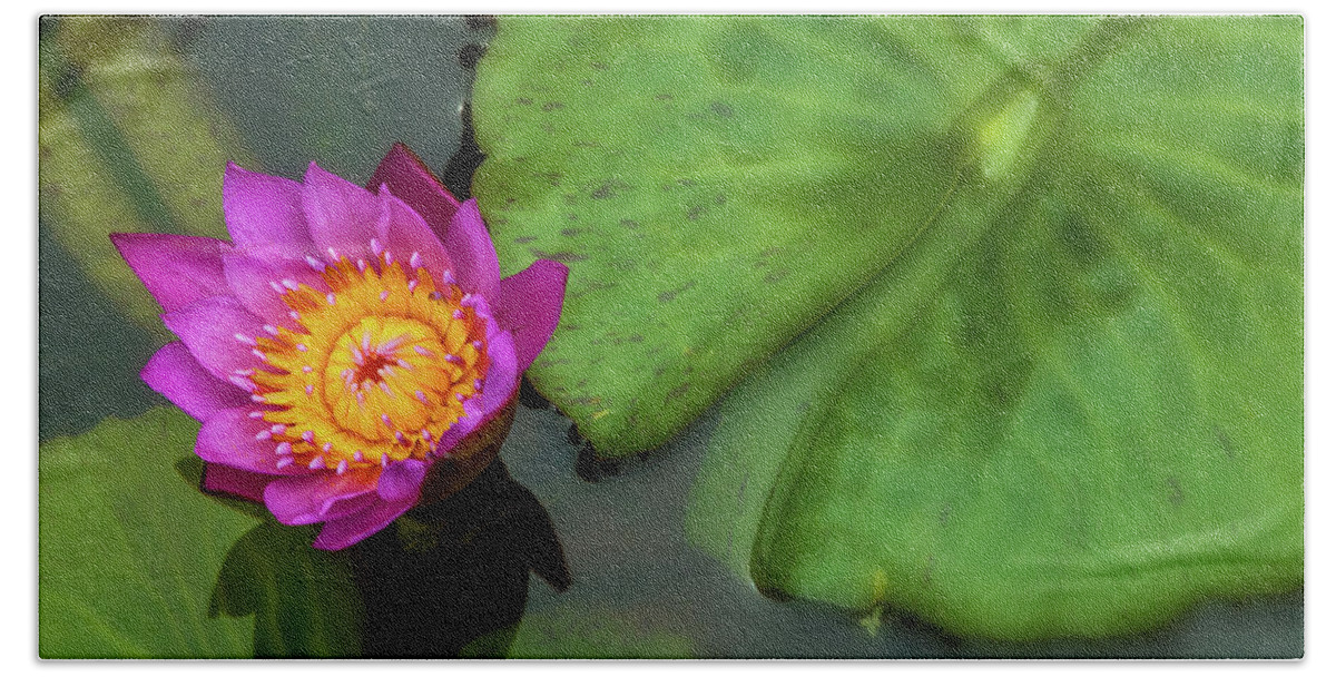 Nature Beach Towel featuring the photograph Waterlily 5 by Jonathan Nguyen