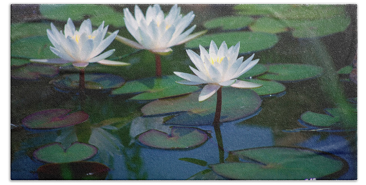Waterlily Beach Towel featuring the photograph Waterlilys by Robert Meanor