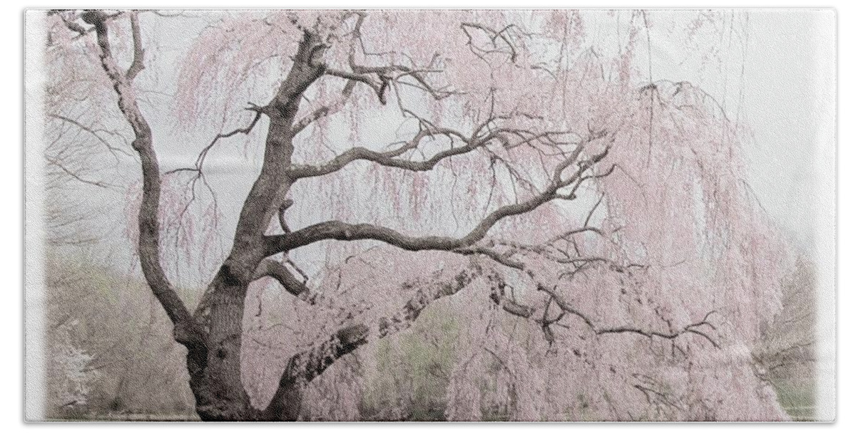 Cherry Blossom Trees Beach Towel featuring the photograph Weeping Spring 2 - Holmdel Park by Angie Tirado