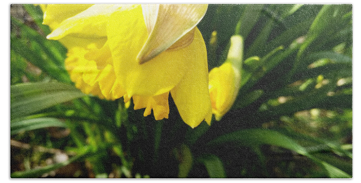 Daffodil Beach Towel featuring the photograph Welcome Spring by Robert Knight