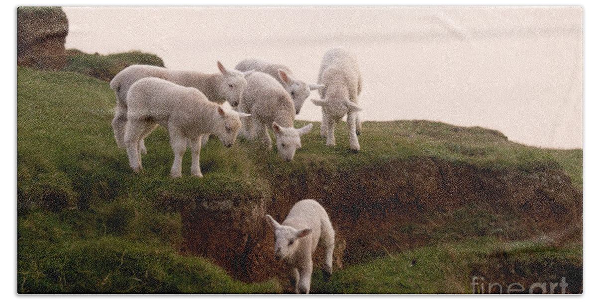 Prancing Lamb Beach Towel featuring the photograph Welsh Lambs by Ang El