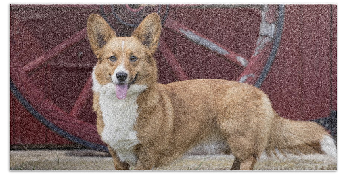 Animal Beach Sheet featuring the photograph Welsh Pembroke corgi dog outdoors by Mary Evans Picture Library