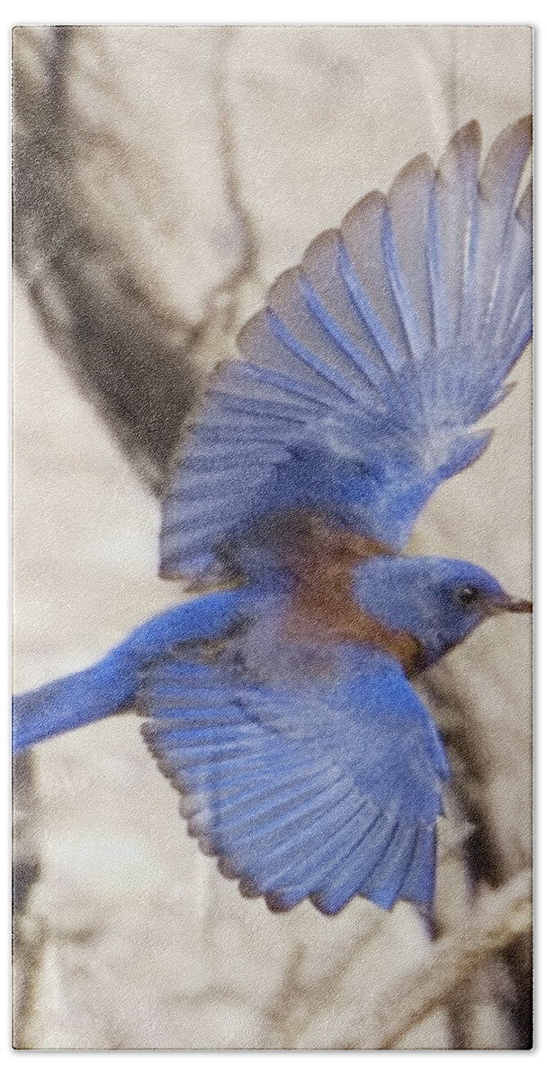 Bluebird Beach Towel featuring the photograph Western Bluebird 2 by Patricia Quandel