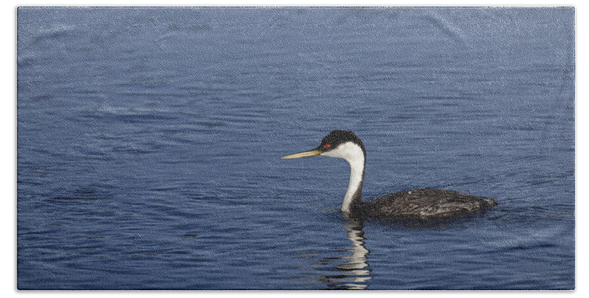 Western Beach Towel featuring the photograph Western Grebe in late afternoon light by David Watkins
