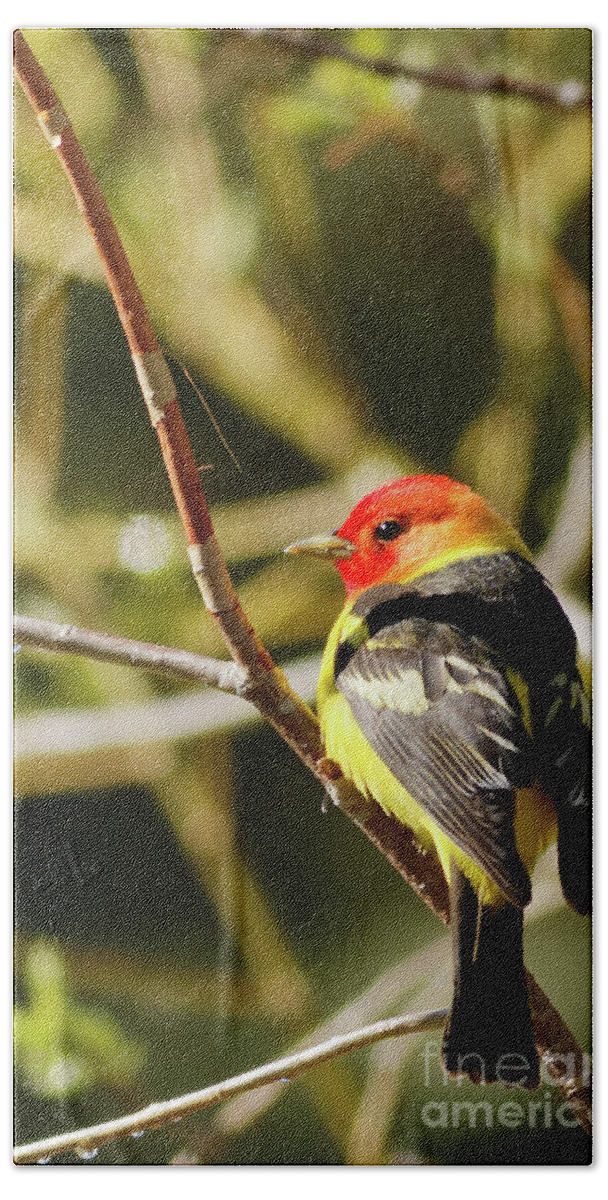 Western Tanager Beach Towel featuring the photograph Western Tanager in the Rocky Mountains of Colorado by Natural Focal Point Photography