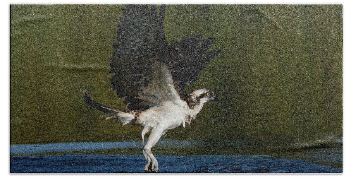 Osprey Beach Sheet featuring the photograph Wet And Wild 3 by Fraida Gutovich