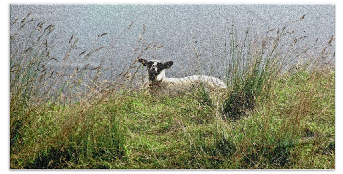 Sheep Beach Sheet featuring the photograph Wet sheep by Stephanie Moore