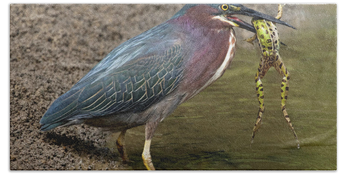 Green Heron Beach Towel featuring the photograph Wetland Encounters by Art Cole