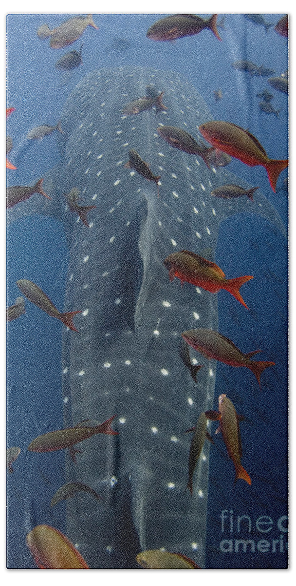 Mp Beach Towel featuring the photograph Whale Shark Galapagos Islands by Pete Oxford